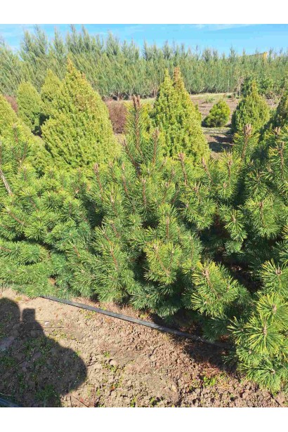 Сосна гірська піренейська/гачкувата_Джутова мішковина/металева сітка/ком50кг/вис.100-120см/Ø60-80см/8років